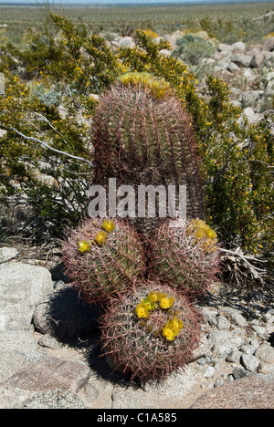 Barrel Kaktus blüht Ferocactus Cylindraceus Anza-Borrego Staatspark Kalifornien USA Stockfoto
