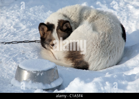 trauriger Hund liegend auf Schnee mit melancholischen Blick braune Augen Stockfoto