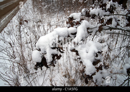 Schneebedeckte Eiche Niederlassung in Arkansas auf ein Land am Straßenrand mit verschiedenen Unkräuter und Gräser in Vorder- und Hintergrund. Stockfoto