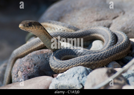 Western terrestrischen Garter Snake Thamnophis Elegans Monte Vista National Wildlife Refuge Colorado USA Stockfoto