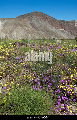 Desert Gardens Coyote Mountain Anza-Borrego Desert State Park Kalifornien USA Stockfoto