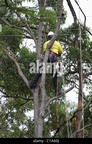 Ein Mensch verwendet Seil für Sicherheit arbeiten hoch auf Baum Stockfoto