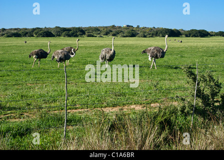 Strauße auf Straußenfarm, Western Cape, Südafrika Stockfoto