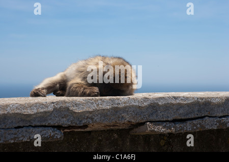 Schlafen Gibraltar Barbary Affe (in Wirklichkeit Makaken). Auch bekannt als die Affen von Gibraltar. Stockfoto