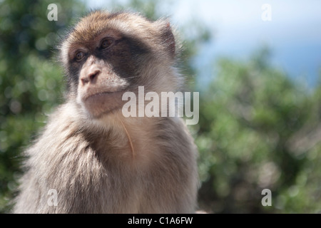 Gibraltar Barbary Affe (in Wirklichkeit Makaken). Auch bekannt als die Affen von Gibraltar. Stockfoto