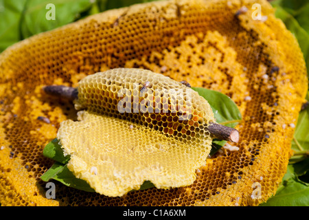 Wald-Waben mit Bienen - Provinz Kandal, Kambodscha Stockfoto