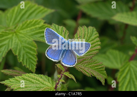 Männliche gemeinsame blaue Schmetterling (Polyommatus Icarus} auf Brombeeren... Stockfoto