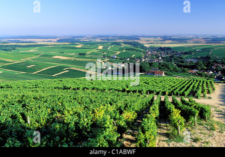 Frankreich, Cher, Dorf von BUe Sancerre Weinberg Stockfoto