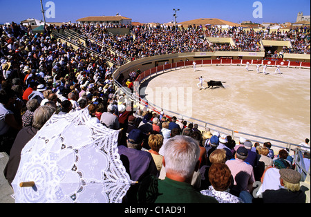 Frankreich, Bouches du Rhone, Camargue, Saintes Maries De La Mer, Camargue läuft in den Arenen Stockfoto