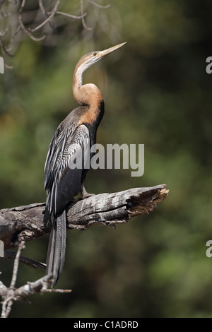 Darter (Anhinga Melanogaster) Stockfoto