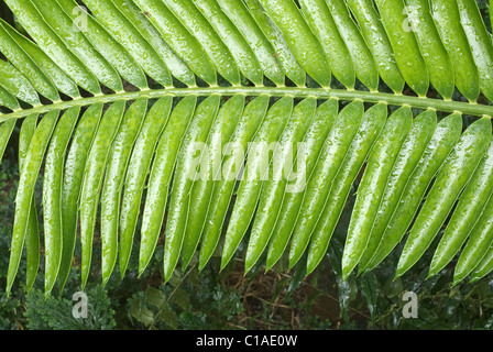 Farn mit Wassertropfen nach dem Duschen Stockfoto