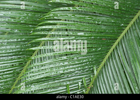 Farn mit Wassertropfen nach dem Duschen Stockfoto