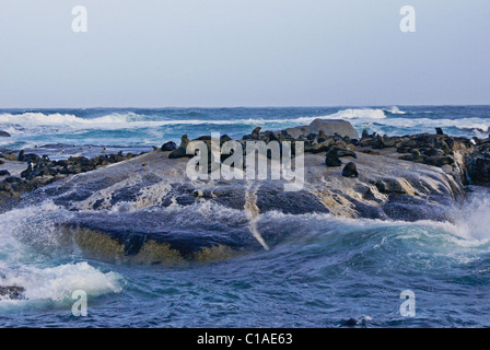 Robben auf Felsen, Südafrika Stockfoto