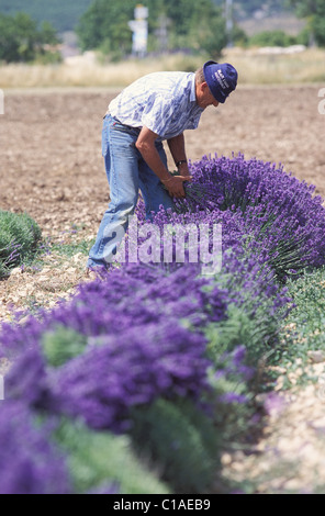Frankreich, Drome, Lavendel pflücken in Ferrassières in der Nähe des Mount Ventoux Stockfoto