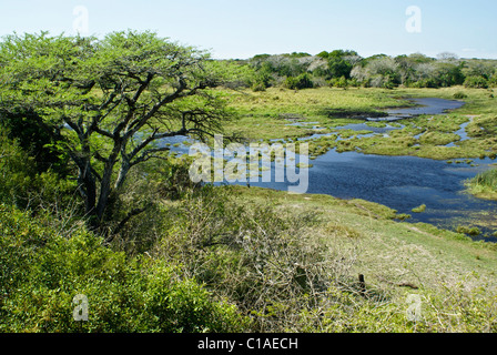 Landschaft im Tembe Elephant Nationalpark, Kwazulu-Natal, Südafrika Stockfoto