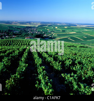 Frankreich, Cher, Bue Sancerre Weinberg Stockfoto