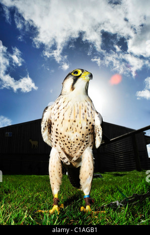 Lanner Falcon (Falco Biarmicus) Gefangenen Vogel Stockfoto