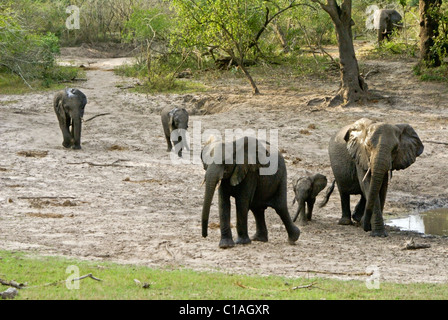 Elefanten im Tembe Elephant Nationalpark, Kwazulu-Natal, Südafrika Stockfoto