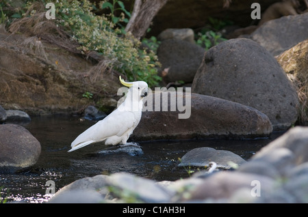 Schwefel-crested Kakadu Cacatua Galerita Queensland Australien Stockfoto