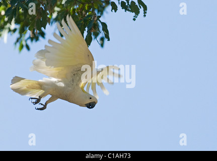 Schwefel-crested Kakadu Cacatua Galerita Queensland Australien Stockfoto