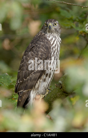 Juvenile Männchen nördlichen Habicht (Accipiter Gentilis) in Eichenholz, Herbst, NorthYorkshire, UK Stockfoto