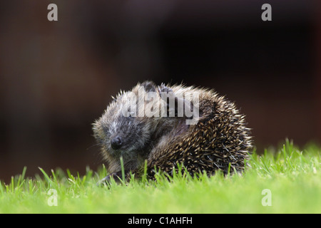 Baby Europäische Igel (Erinaceus Europaeus), im Garten, Sommer, Yorkshire, Großbritannien Stockfoto