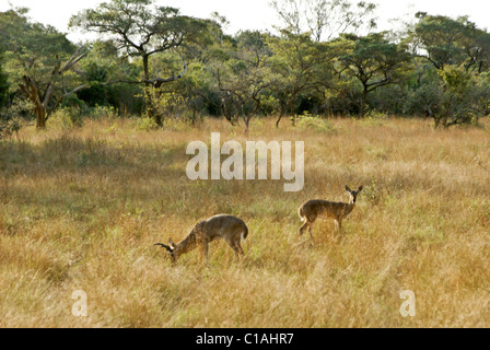 Süden (gemeinsamen) andere, Tembe Elephant Nationalpark, Kwazulu-Natal, Südafrika Stockfoto