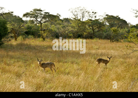 Süden (gemeinsamen) andere, Tembe Elephant Nationalpark, Kwazulu-Natal, Südafrika Stockfoto