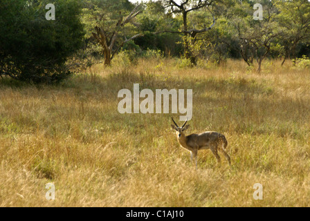 Männlichen südlichen (gemeinsamen) andere, Tembe Elephant Nationalpark, Kwazulu-Natal, Südafrika Stockfoto