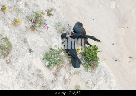 Raven Sie (Corvus Corax) auf Kreidefelsen, Kent, UK. Erwachsenen Fütterung Küken. Stockfoto