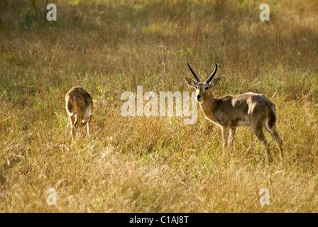 Süden (gemeinsamen) andere, Tembe Elephant Nationalpark, Kwazulu-Natal, Südafrika Stockfoto