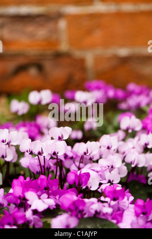 Cylamen Coum in voller Blüte im Februar Stockfoto