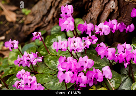 Cylamen Coum in voller Blüte im Februar Stockfoto