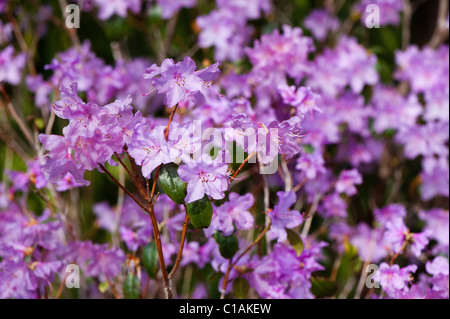 Rhododendron 'Praecox' in voller Blüte Stockfoto