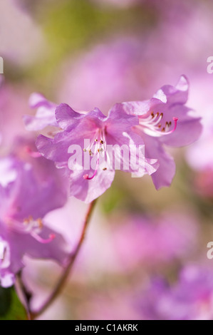 Rhododendron 'Praecox' in voller Blüte Stockfoto