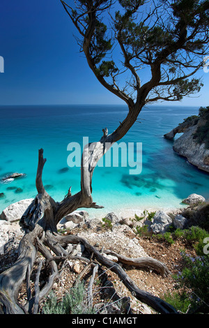 Cala Goloritzè Strand, Baunei (OG), Sardinien, Italien, Europa Stockfoto