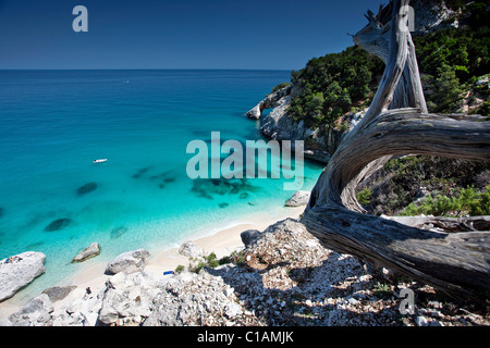 Cala Goloritzè Strand, Baunei (OG), Sardinien, Italien, Europa Stockfoto