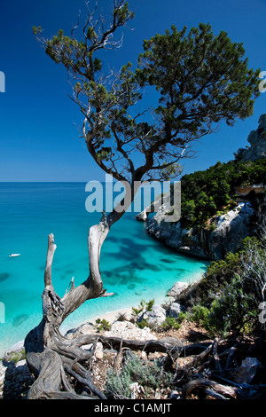 Cala Goloritzè Strand, Baunei (OG), Sardinien, Italien, Europa Stockfoto