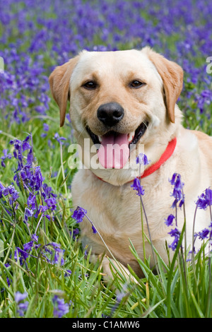 Gelber Labrador liegend in Glockenblumen Stockfoto