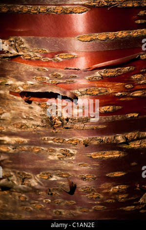Die Rinde von einem Prunus Serrula, tibetische Kirschbaum Stockfoto