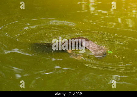 Europäischer Biber (Castor Fiber). Testversion Wiederansiedlungsprojekt. Stockfoto
