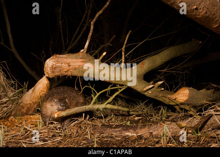 Europäischer Biber (Rizinusfaser). Versuchsprojekt zur Wiedereinführung, Ham Fen Nature Reserve. Kent, Großbritannien. DSLR Kamera Trap Foto. Stockfoto