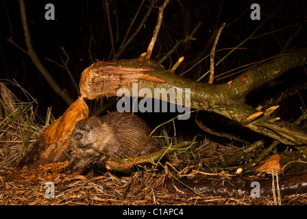 Europäischer Biber (Rizinusfaser). Versuchsprojekt zur Wiedereinführung, Ham Fen Nature Reserve. Kent, Großbritannien. DSLR Kamera Trap Foto. Stockfoto