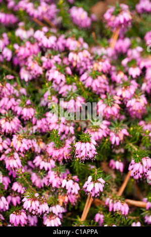 Erica Carnea 'Dezember Red' in voller Blüte Stockfoto