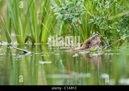 Europäischer Biber (Rizinusfaser). Versuchsprojekt zur Wiedereinführung, Ham Fen Nature Reserve. Kent, Großbritannien. Erwachsene ernähren sich von Weiden. Stockfoto