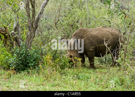 Südliche Breitmaulnashorn, Hluhluwe Game Reserve, Kwazulu-Natal, Südafrika Stockfoto