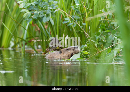 Europäischer Biber (Rizinusfaser). Versuchsprojekt zur Wiedereinführung, Ham Fen Nature Reserve. Kent, Großbritannien. Erwachsene ernähren sich von Weiden. Stockfoto