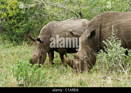 Südlichen Breitmaulnashörner, Hluhluwe Game Reserve, Kwazulu-Natal, Südafrika Stockfoto