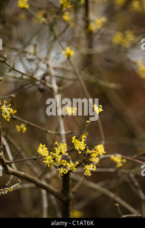 Cornus Mas, Cornelian Cherry in voller Blüte Stockfoto