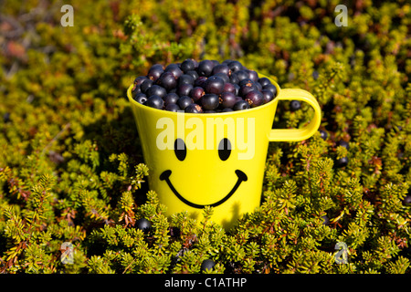 Frisch gepflückt Krähenbeeren, Süd-Grönland. Stockfoto